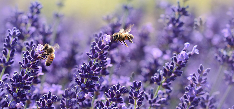 La importancia de las abejas en el ecosistema