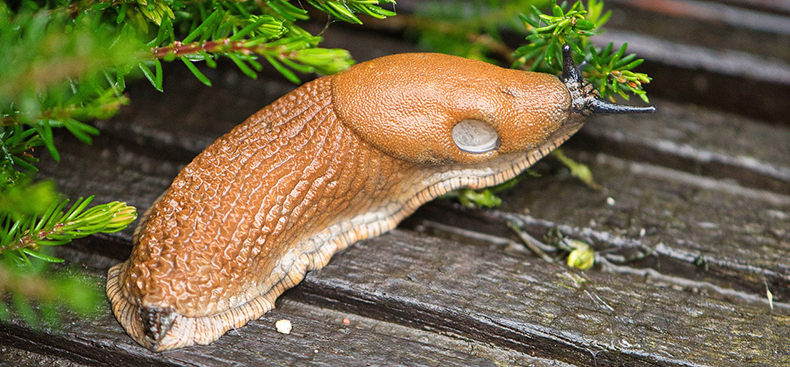 Babosas: fascinantes criaturas del reino animal