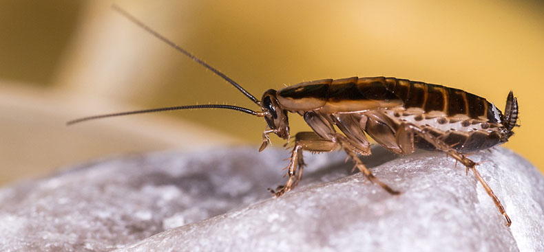 Cómo sellar grietas y evitar el ingreso de plagas a tu hogar