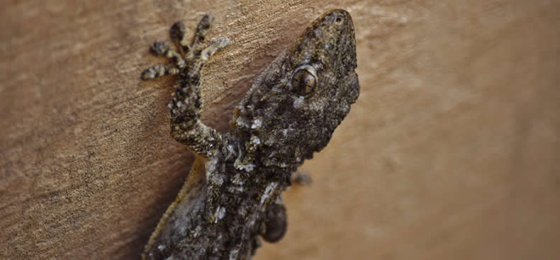 Las lagartijas invaden la ciudad
