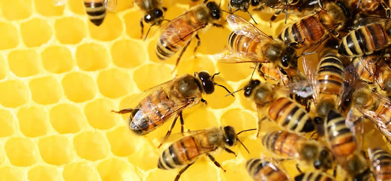 Sobre los enjambre de abejas