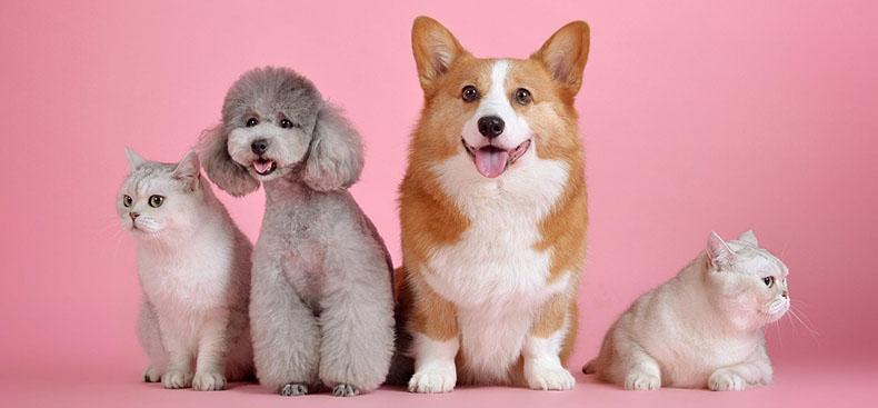 Desinfección de plagas en hogares con mascotas: ¿Qué precauciones tener?