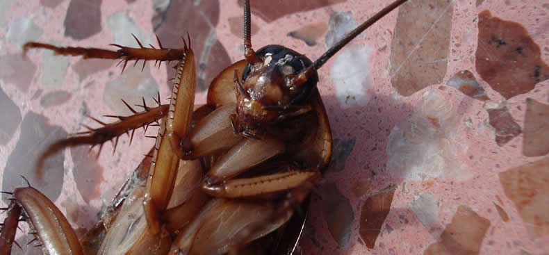 Harina de cucarachas