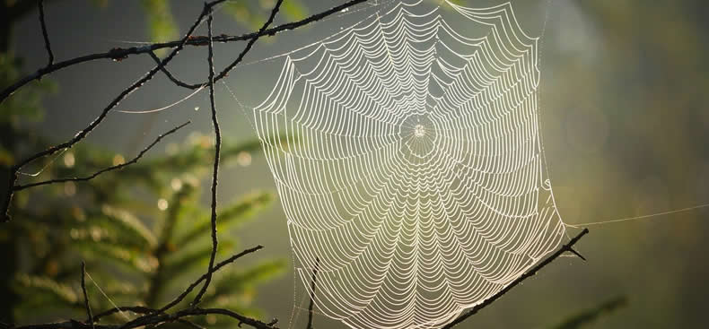 TIPOS DE ARAÑAS MÁS COMUNES