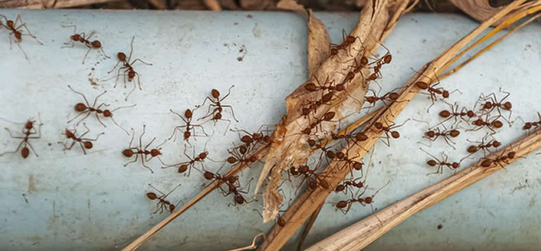 Insectos domésticos comunes que podemos encontrar en el hogar