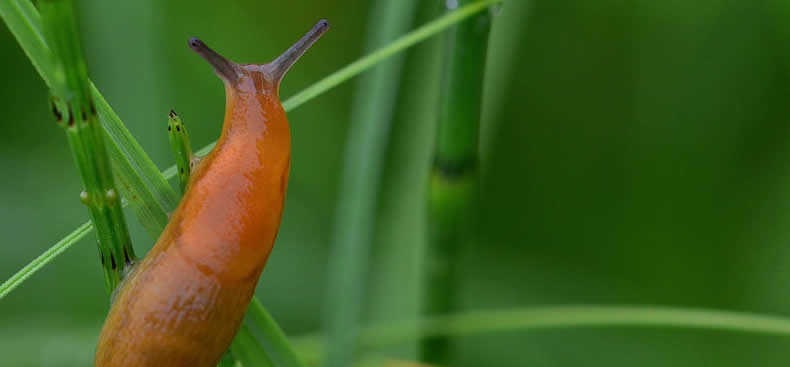 9 invasiones de animales que parecen plagas bíblicas