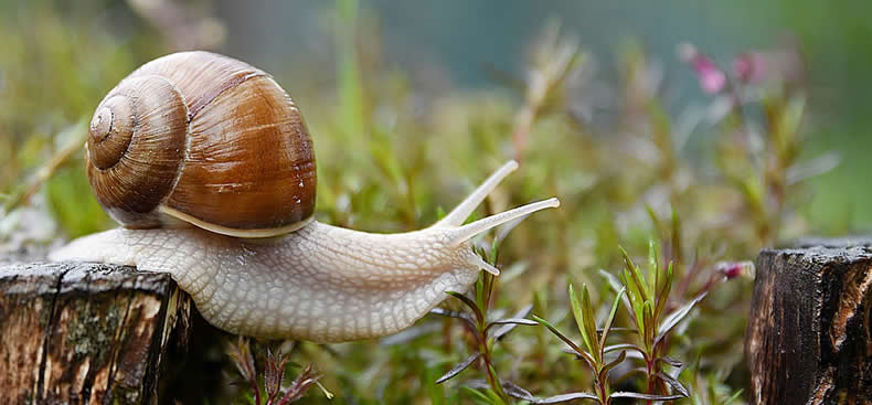 PLANTAS QUE LOS CARACOLES Y BABOSAS IGNORAN