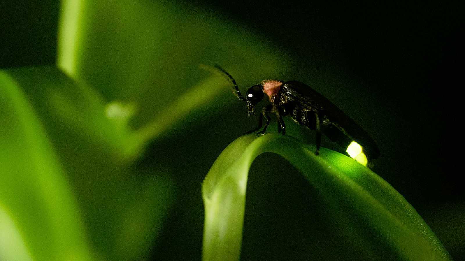 Los bichitos de luz y algo sobre ellos