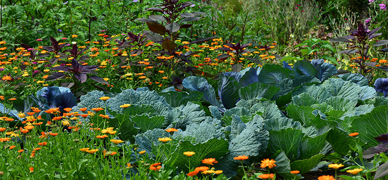 Plantas que repelen insectos de la huerta