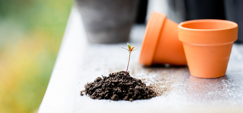 Jardinería Ecológica: cómo Cultivar un Jardín Sostenible