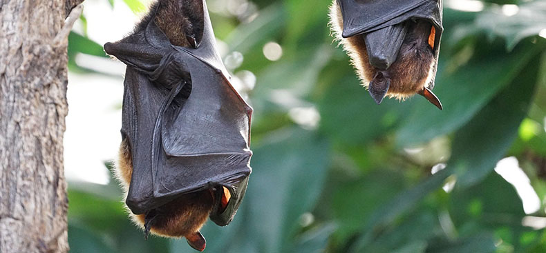 Los riesgos de convivir con murciélagos en el hogar