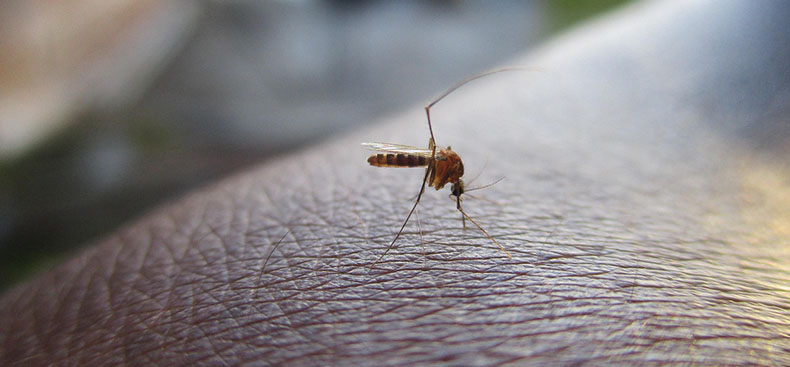 Cómo evitar la proliferación de mosquitos