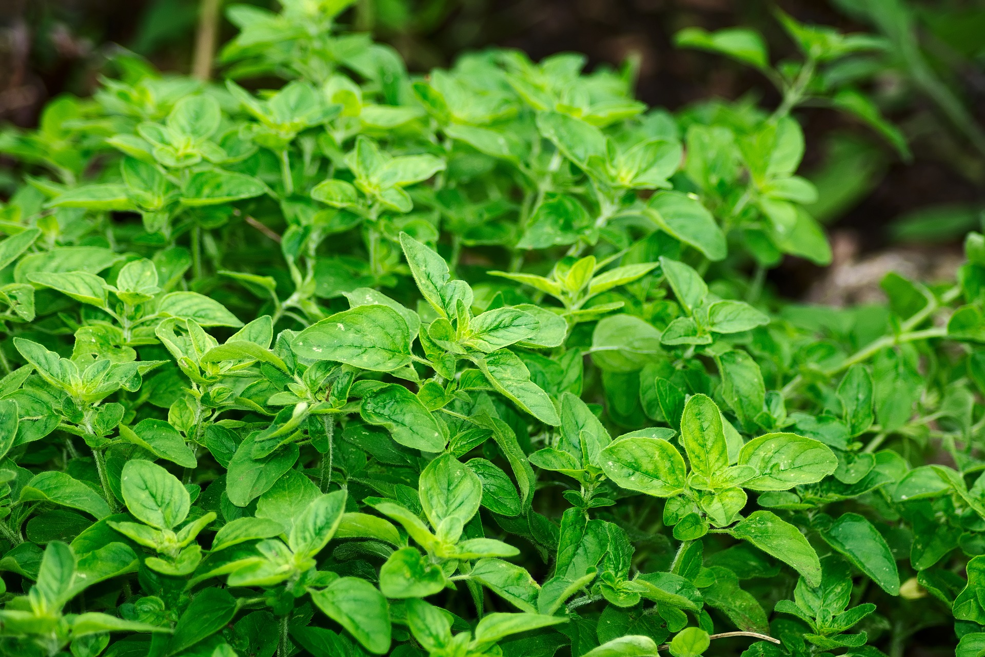 Las plantas aromáticas como insecticidas naturales