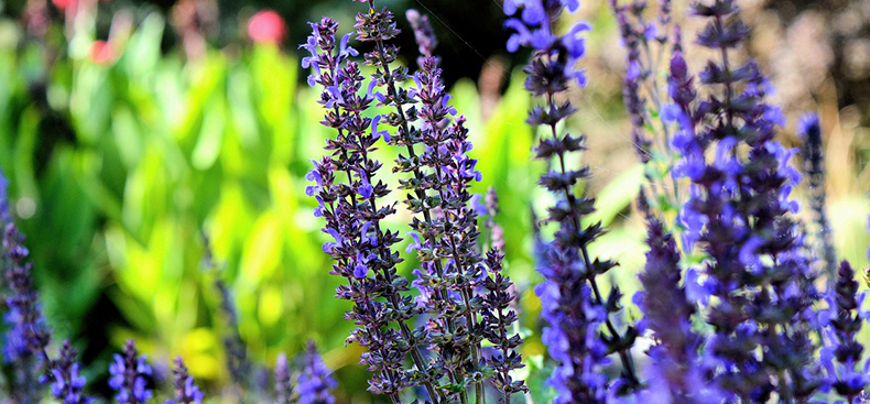Prevención de plagas en el jardín
