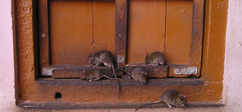 Protegiendo tu Hogar de Roedores: Consejos Prácticos