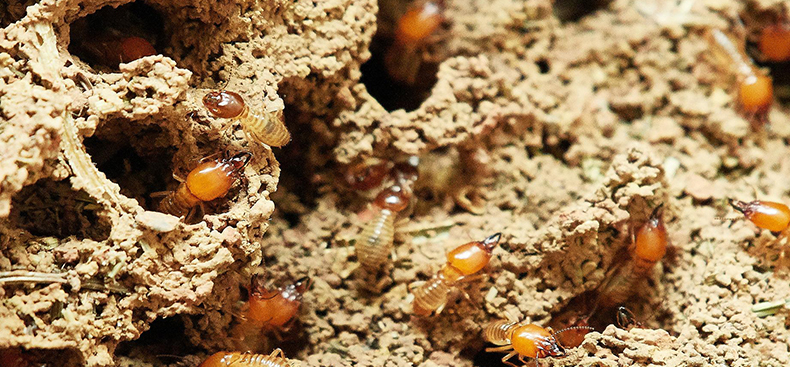 Termitas: las principales enemigas de la madera